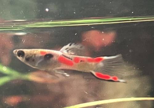 Guppy’s double sword