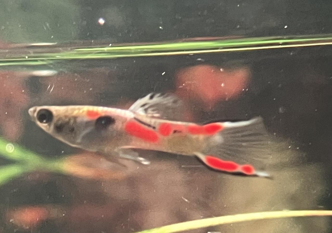 Guppy’s double sword