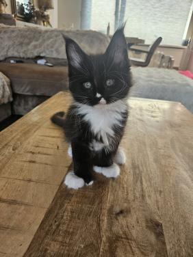 Maine coon kittens