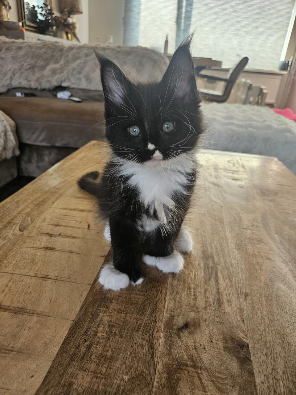 Maine coon kittens