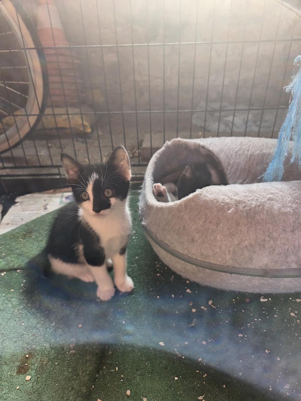 Kittens