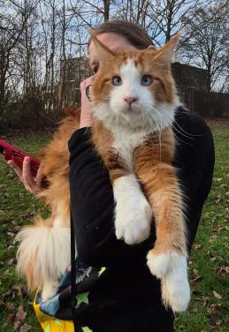 Maine coon dekkater, blauw oog, polydactyl(ntk)