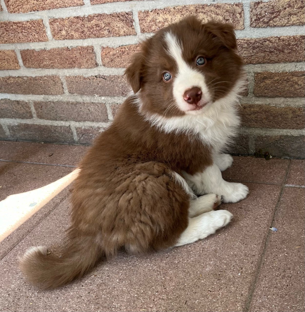 Border collie puppies