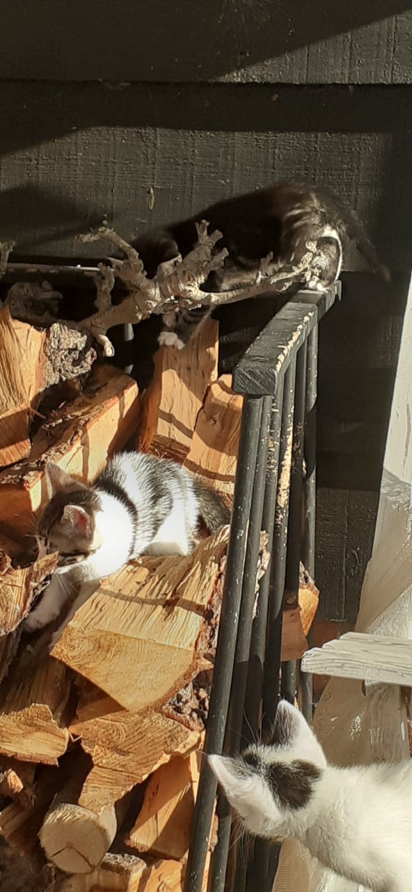 Prachtige kittens 😻😻😻