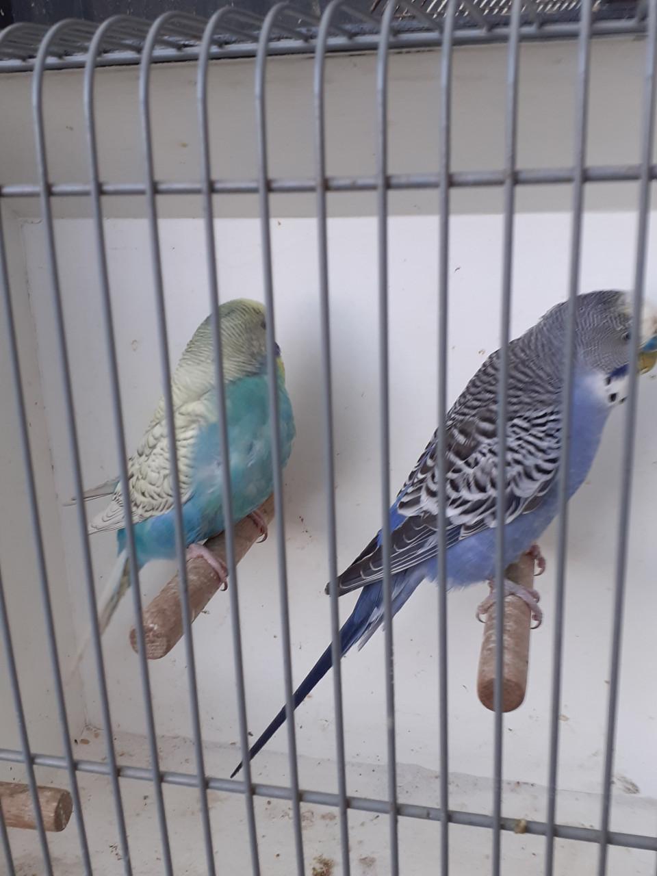 Kweekkoppel  grasparkieten  2025