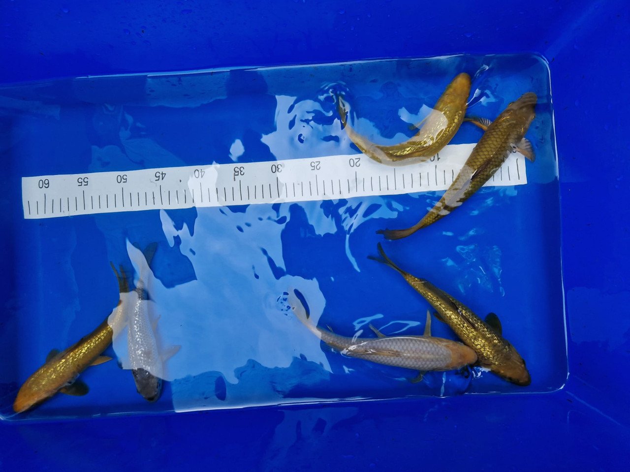 Japanse koi