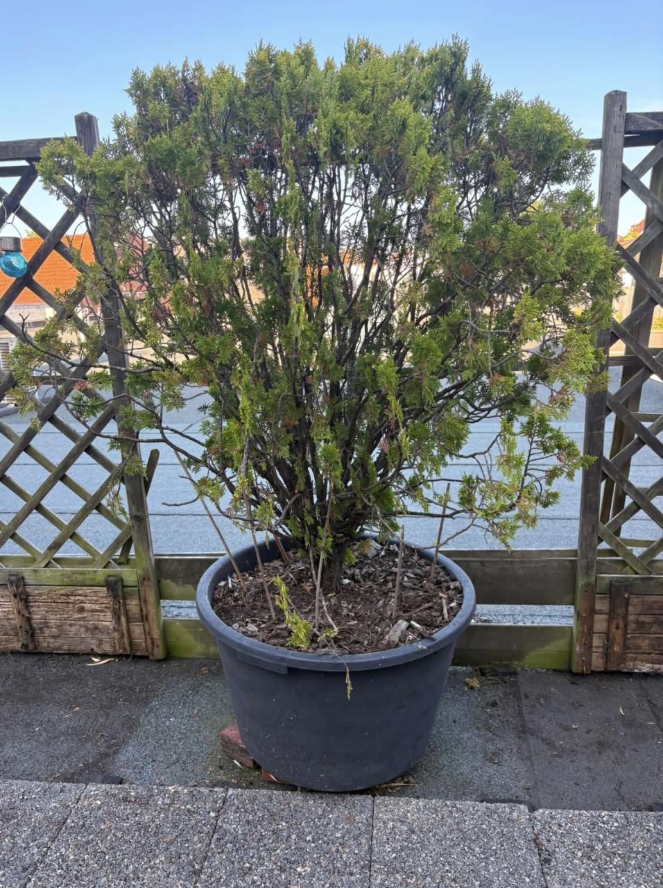 Plant