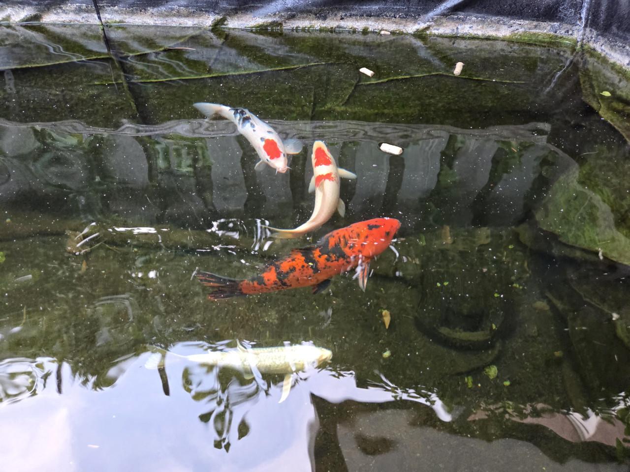 Koi's 30 á 40 cm , 4 stuks