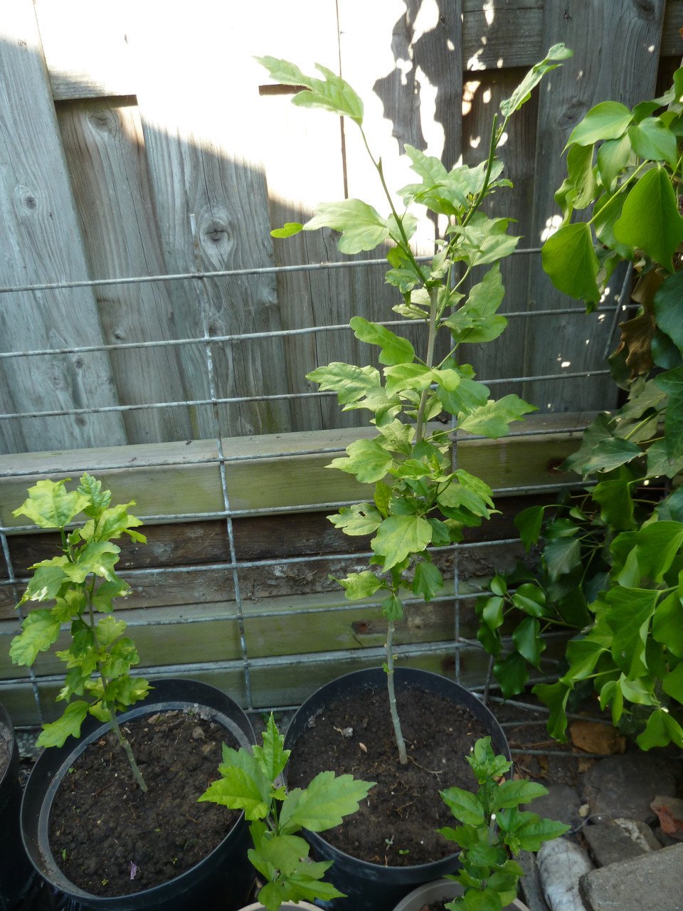 OPRUIMING VASTE PLANTEN