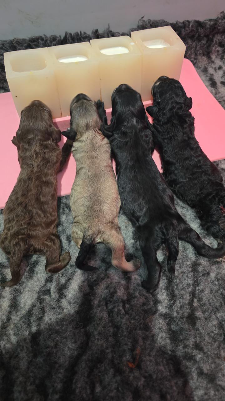 Mooie labradoodles puppies