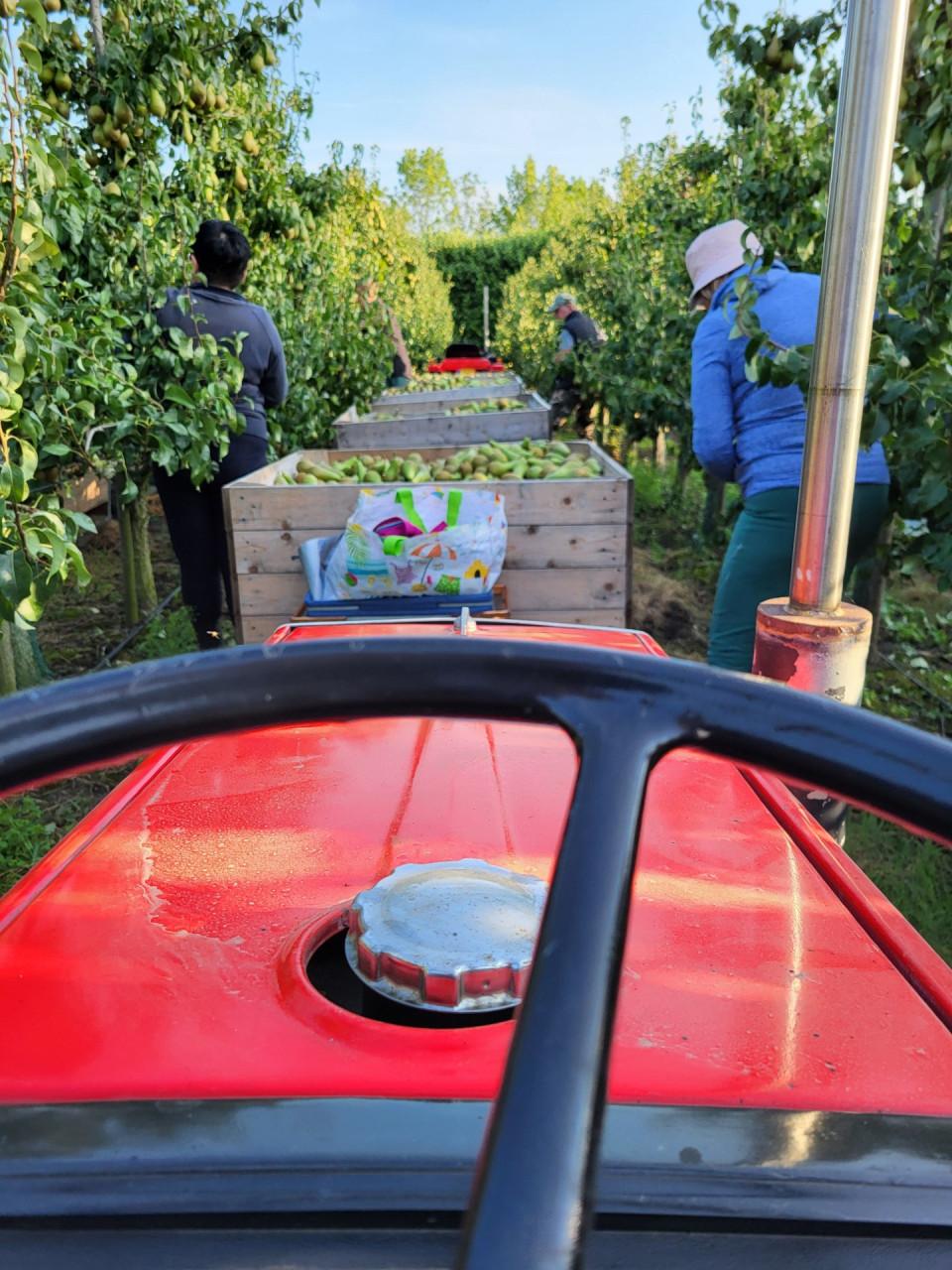 Fruitplukkers gezocht omgeving Goes