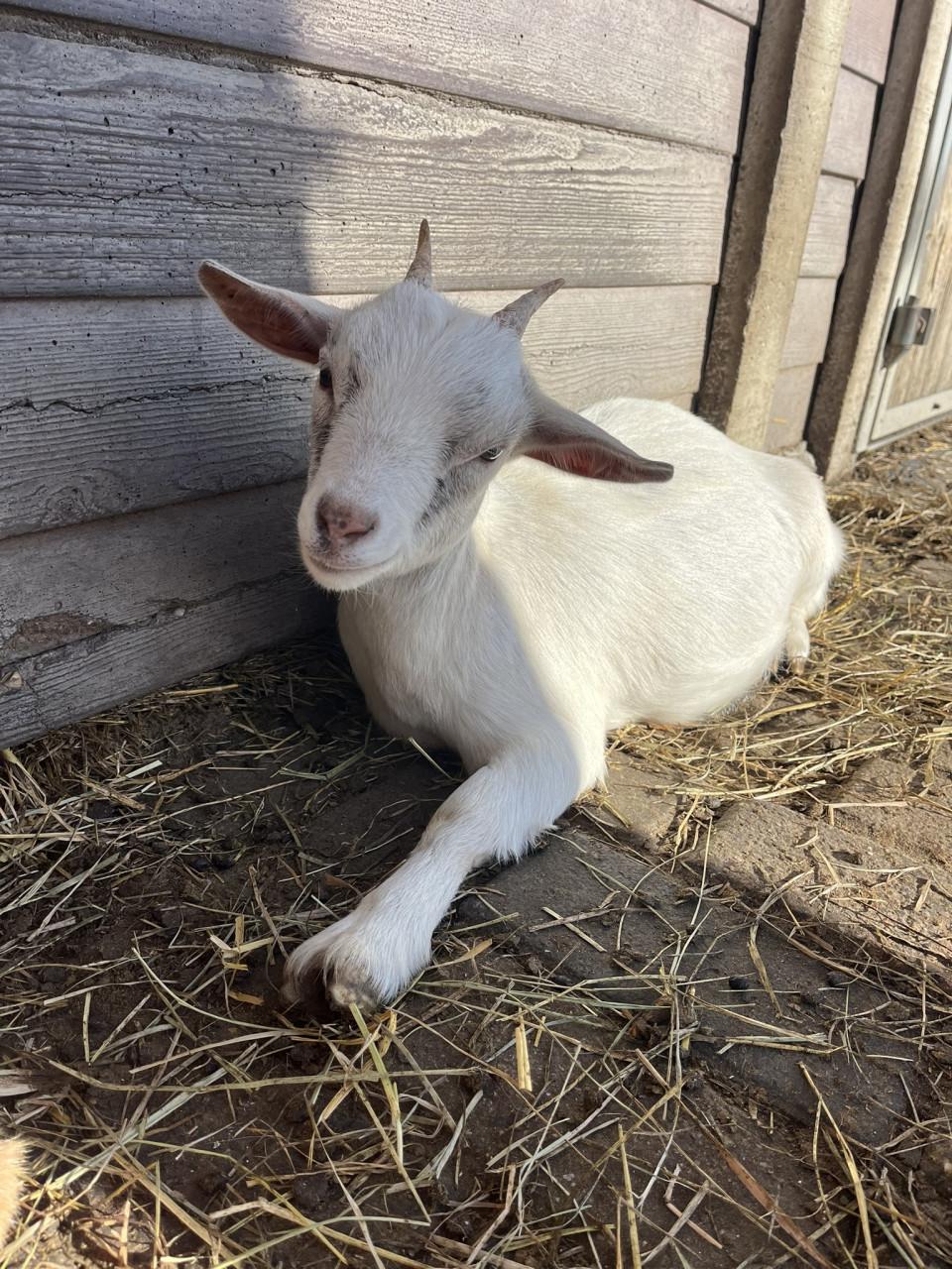 Lieve geitjes zoeken een nieuw thuis