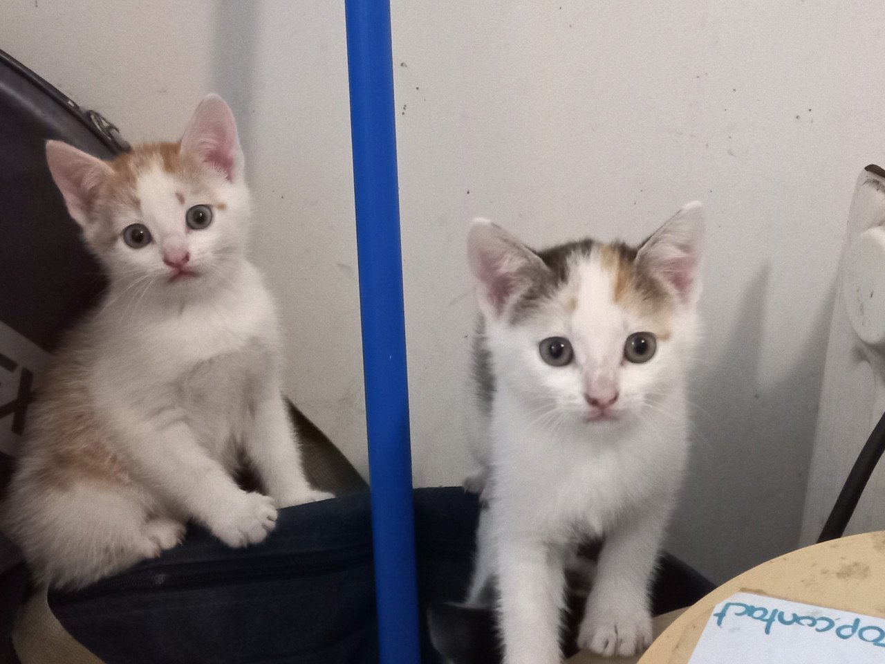 Kittens te koop