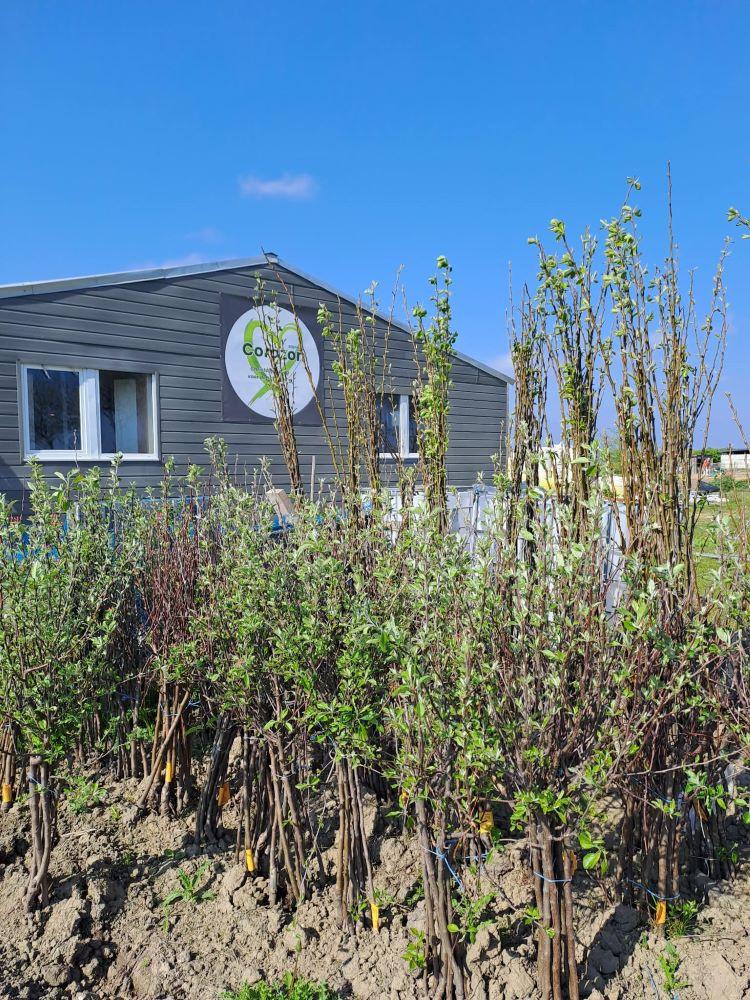 Fruitbomen, laagstam appel- en perenbomen