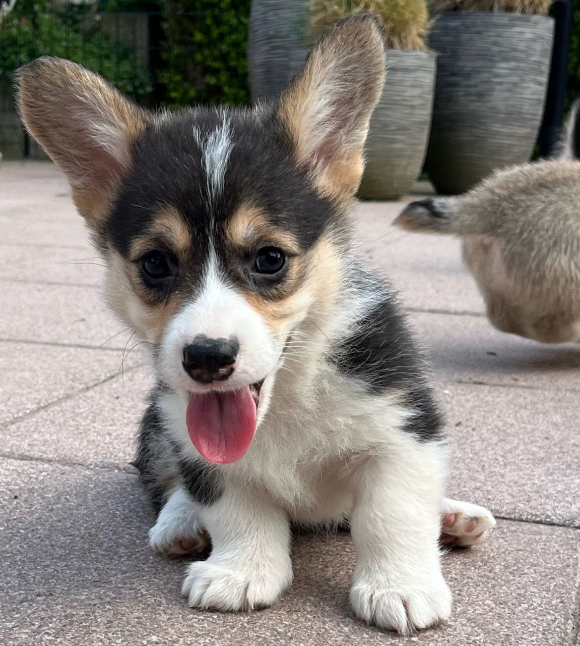 Welsh corgi pembroke puppies