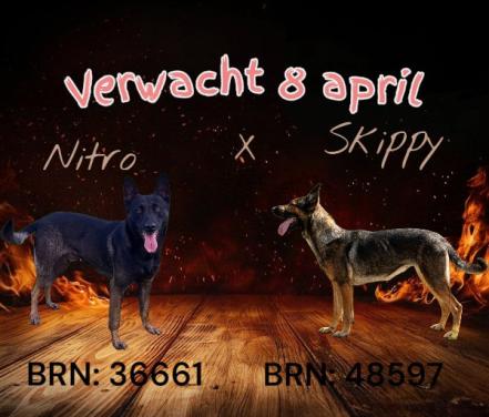 Nestaankondiging X Mechelse herder pups KNPV IGP SPORT