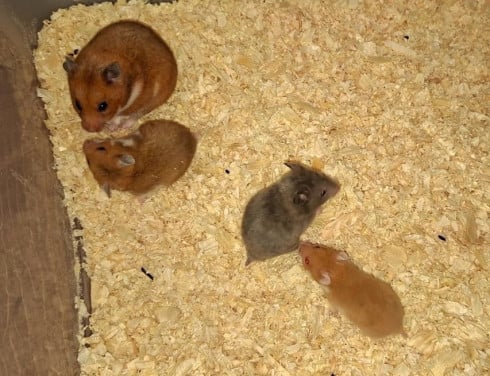 Syrische hamster/ goudhamster