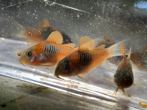 Osteogaster (Corydoras) Venezuelanus