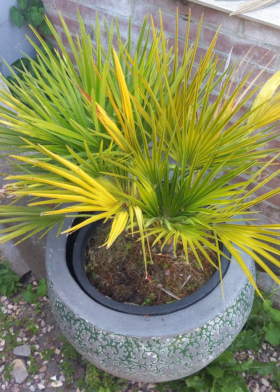 Palm inclusief grote pot