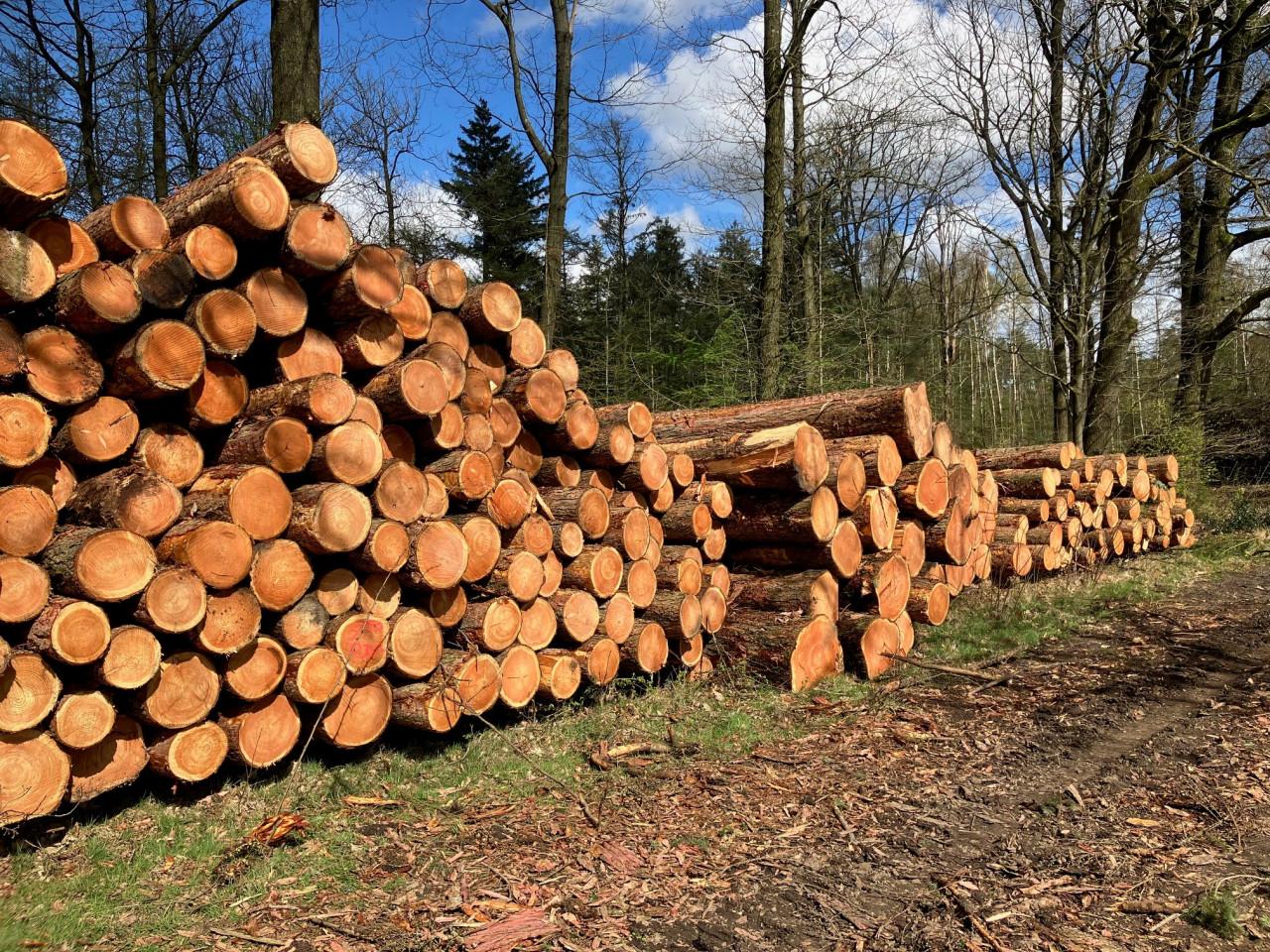 OPENHAARDHOUT/BRANDHOUT BOOMSTAMMEN AF TE HALEN!