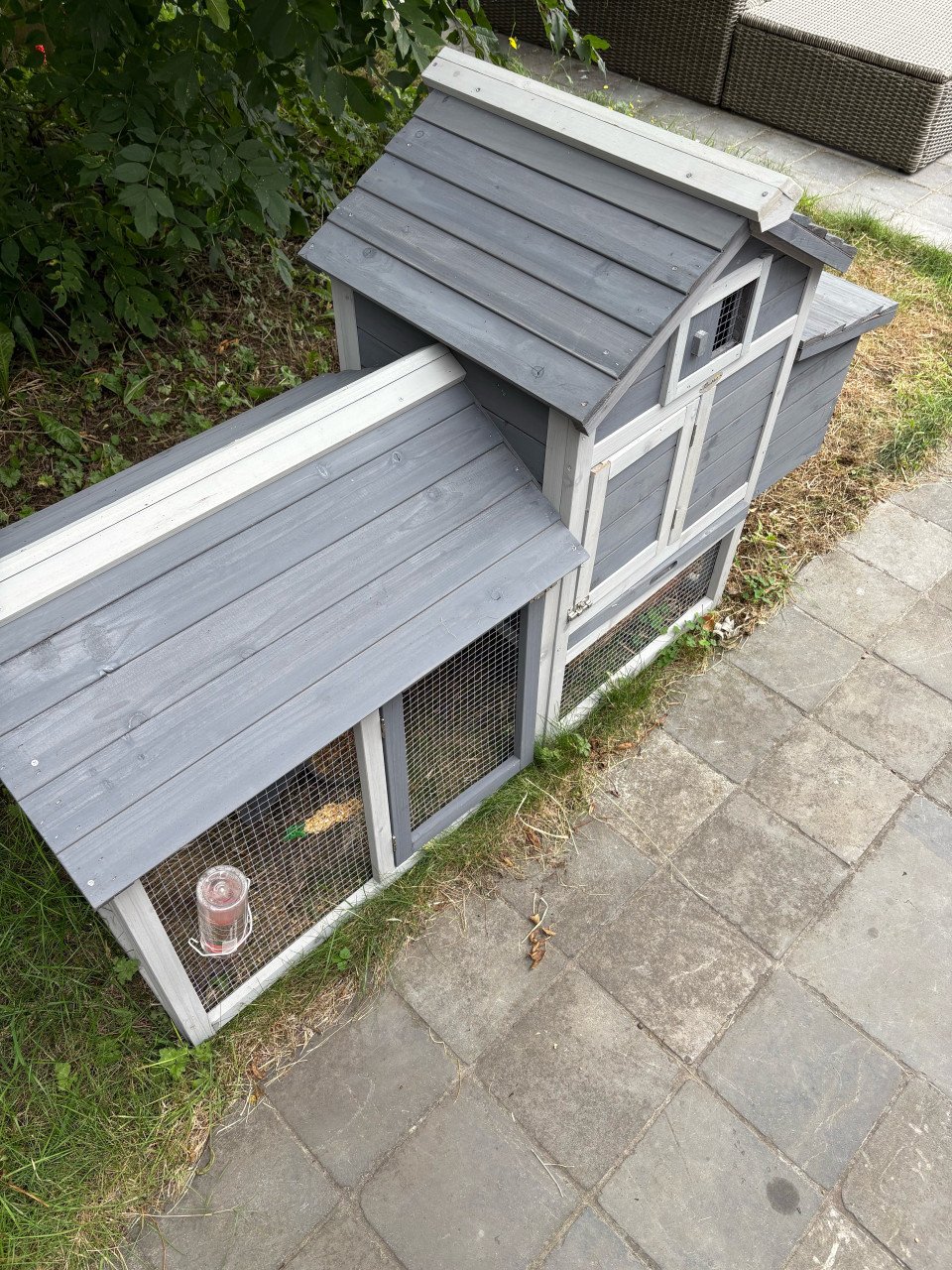 16 weken oud mini lop rammetje