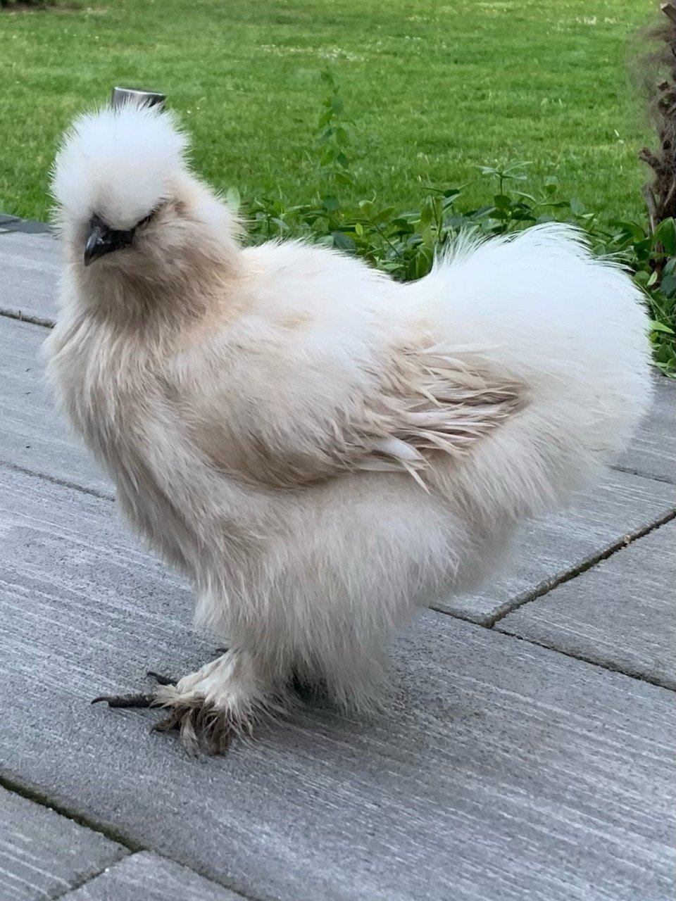 Zijdehoen hen met baard parelgrijs