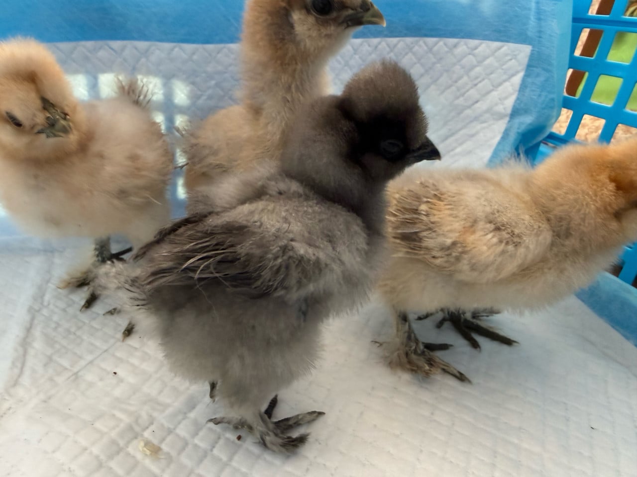 Kuikentjes zijdehoen