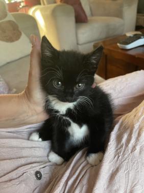 Kittens