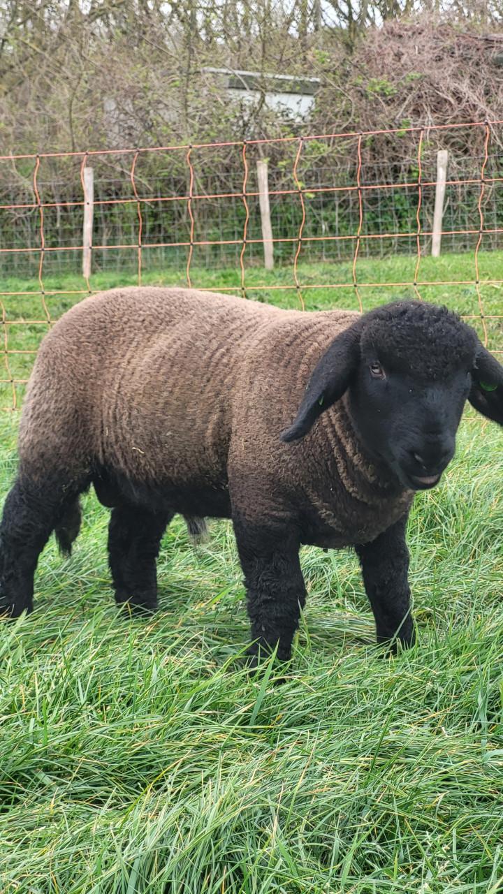 Suffolktamlammeren