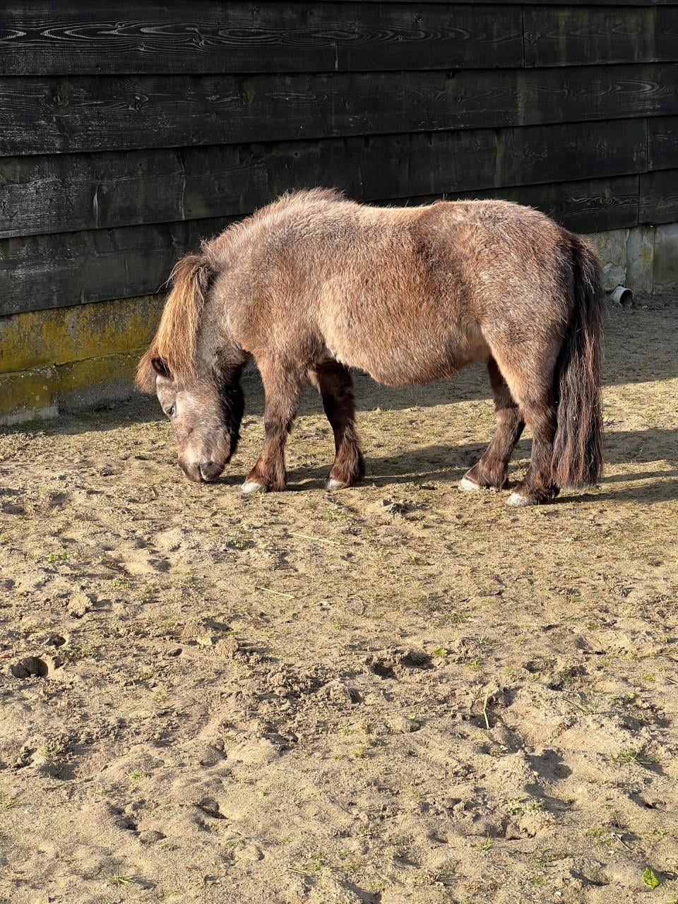 Gezocht: Een fijne en betrouwbare verzorger voor onze mini-paardjes
