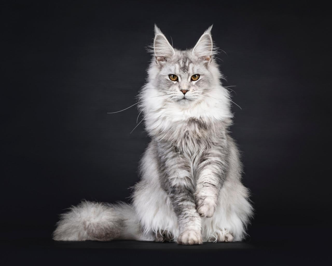 Maine Coon