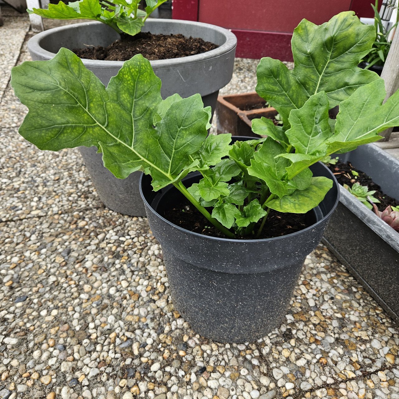 Acanthus Mollis