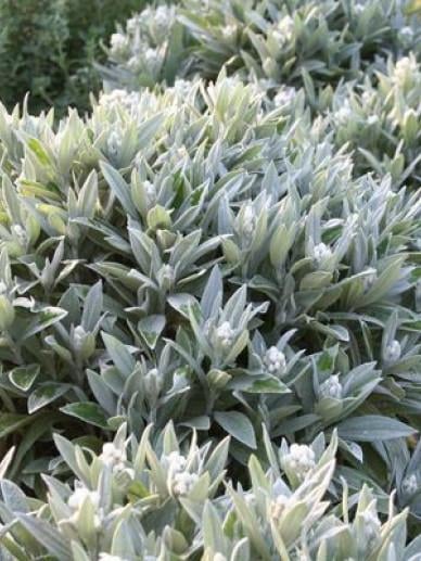 Vaste plant Witte Knoop Anaphalis triplinervis 'Silberregen'