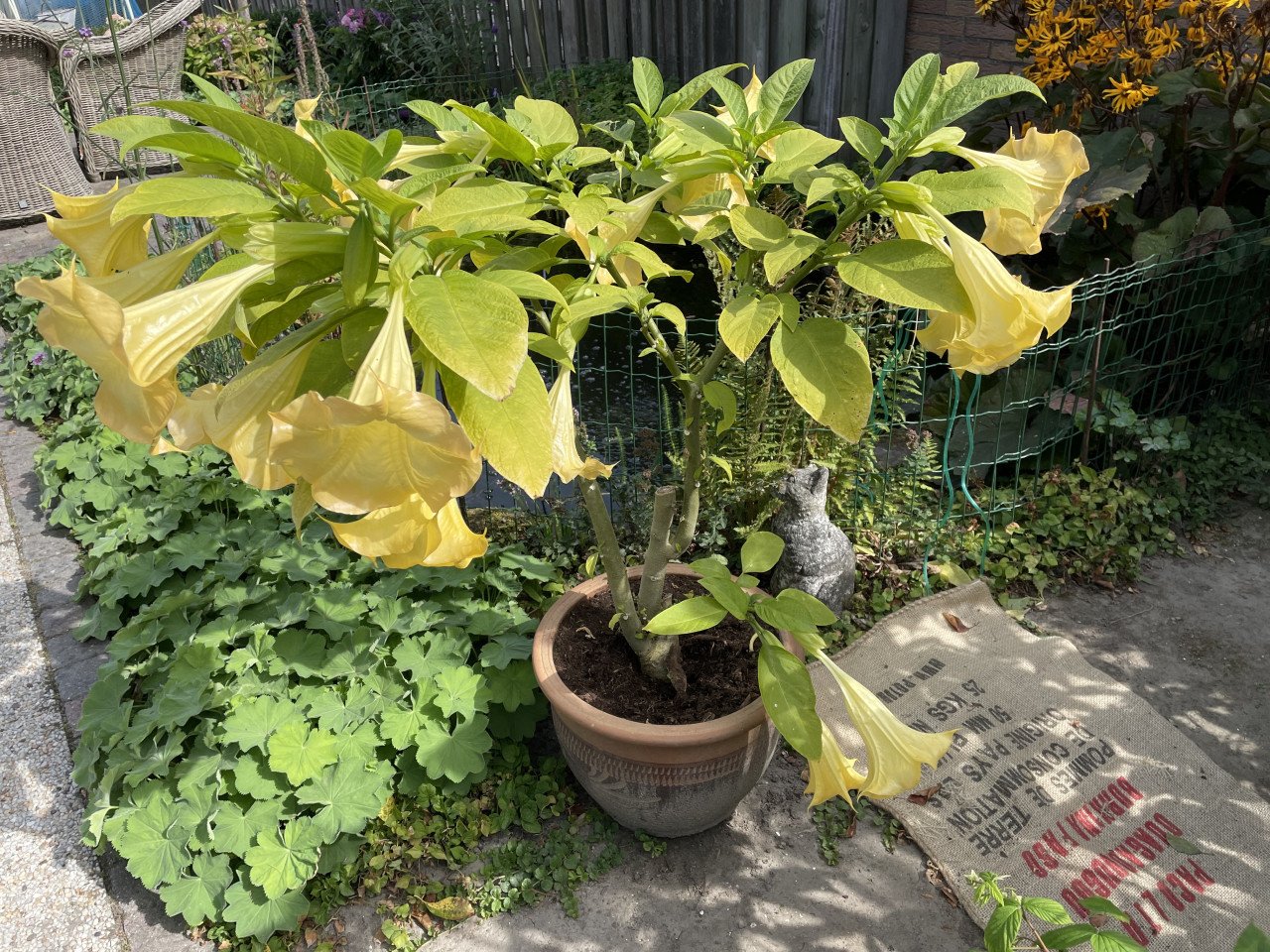 Brugmansia