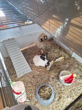 Jonge cavia's