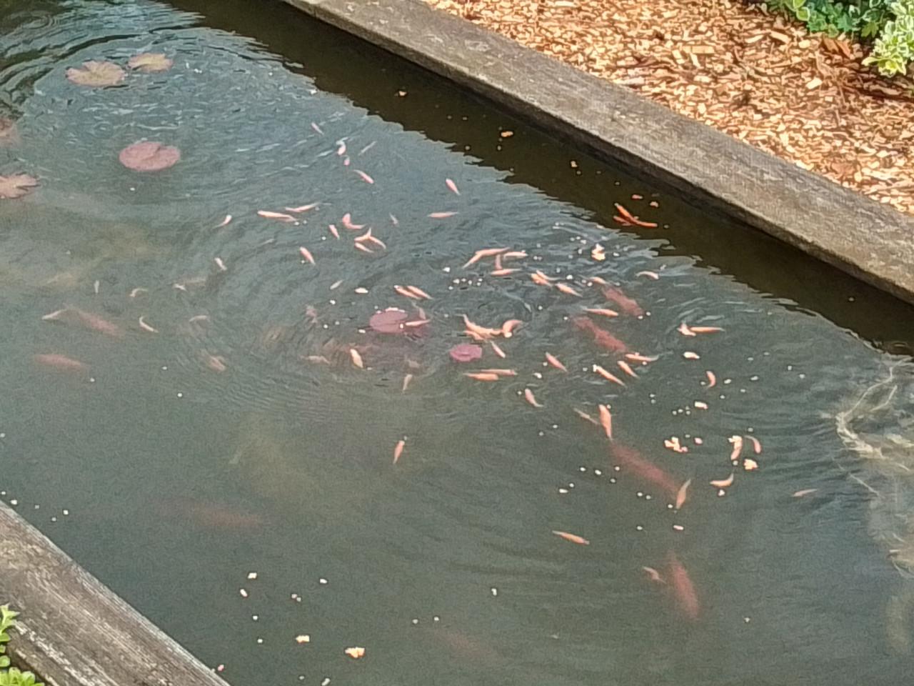 Goudvoorns en Elritsen