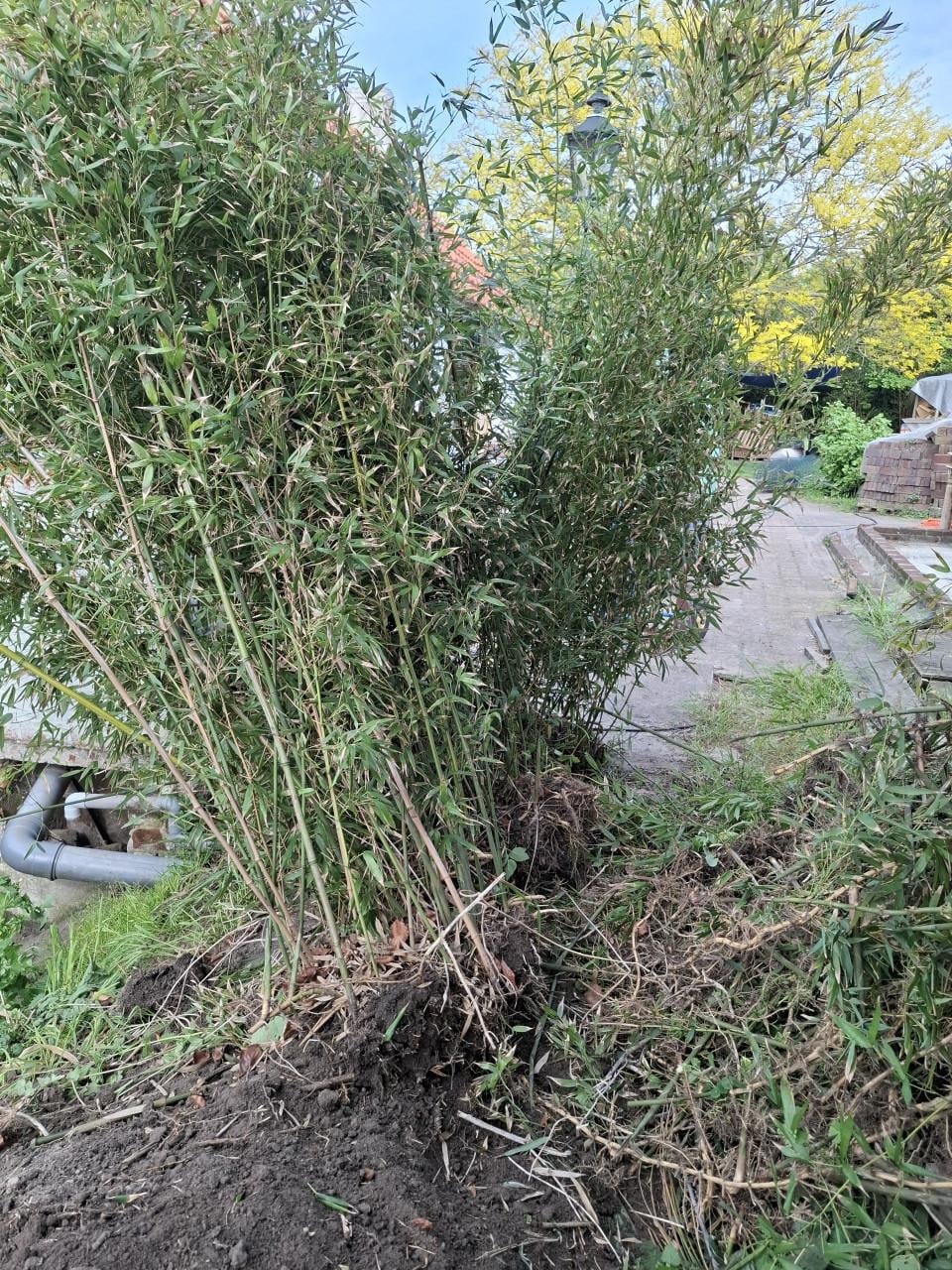 Bamboe  gratis net uitgegraven
