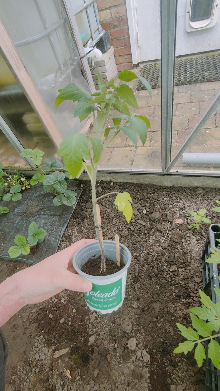 Tomatenplanten €1,-