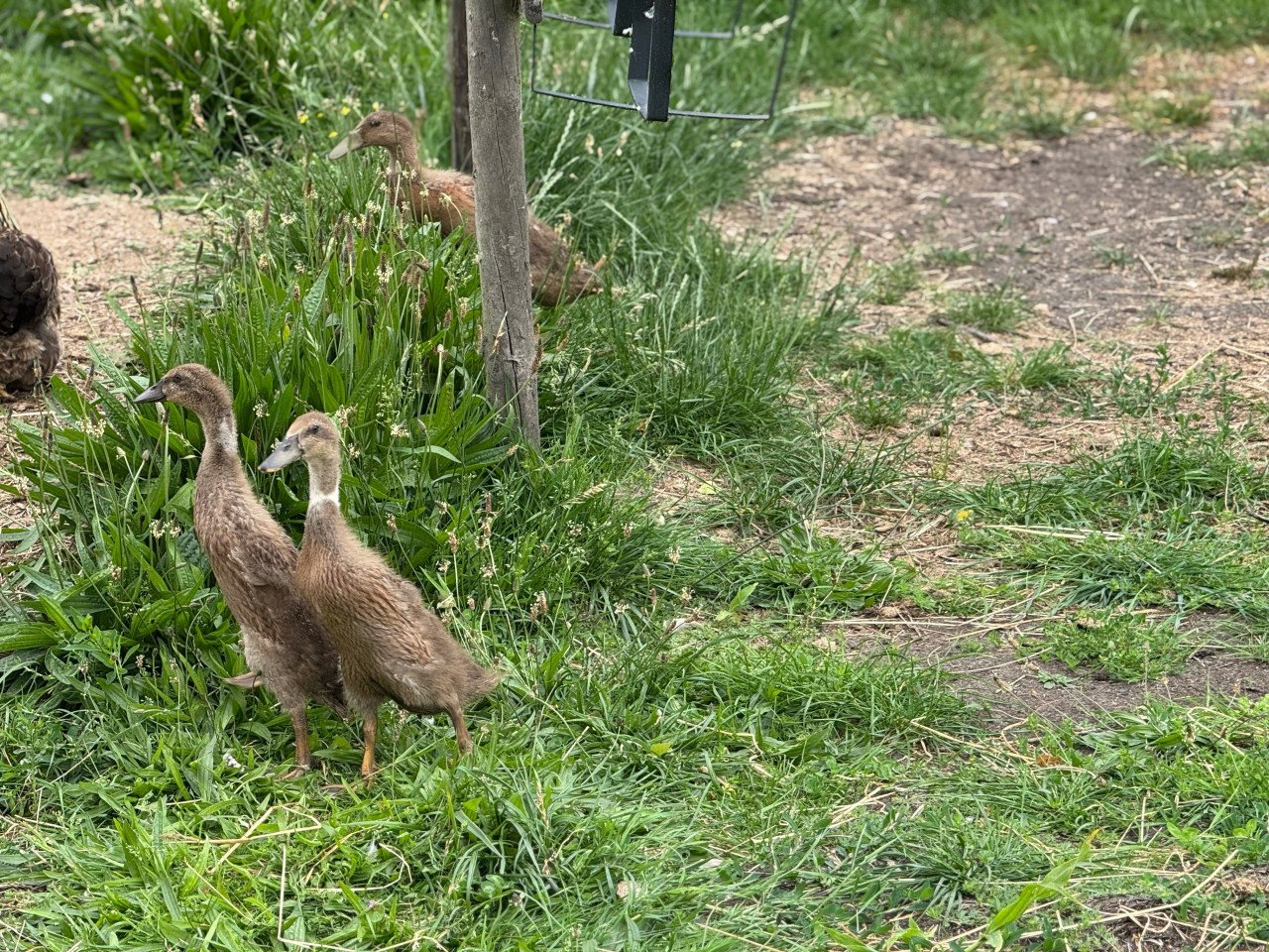 3 jonge loopeenden