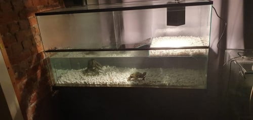 Waterschildpad verblijf