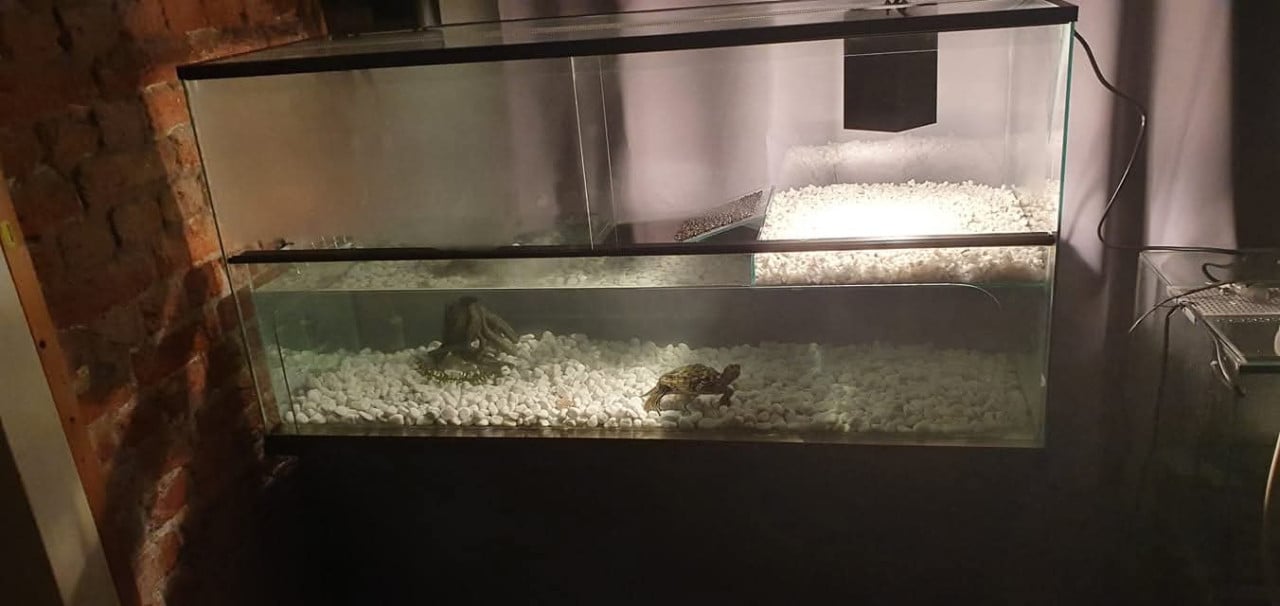 Waterschildpad verblijf