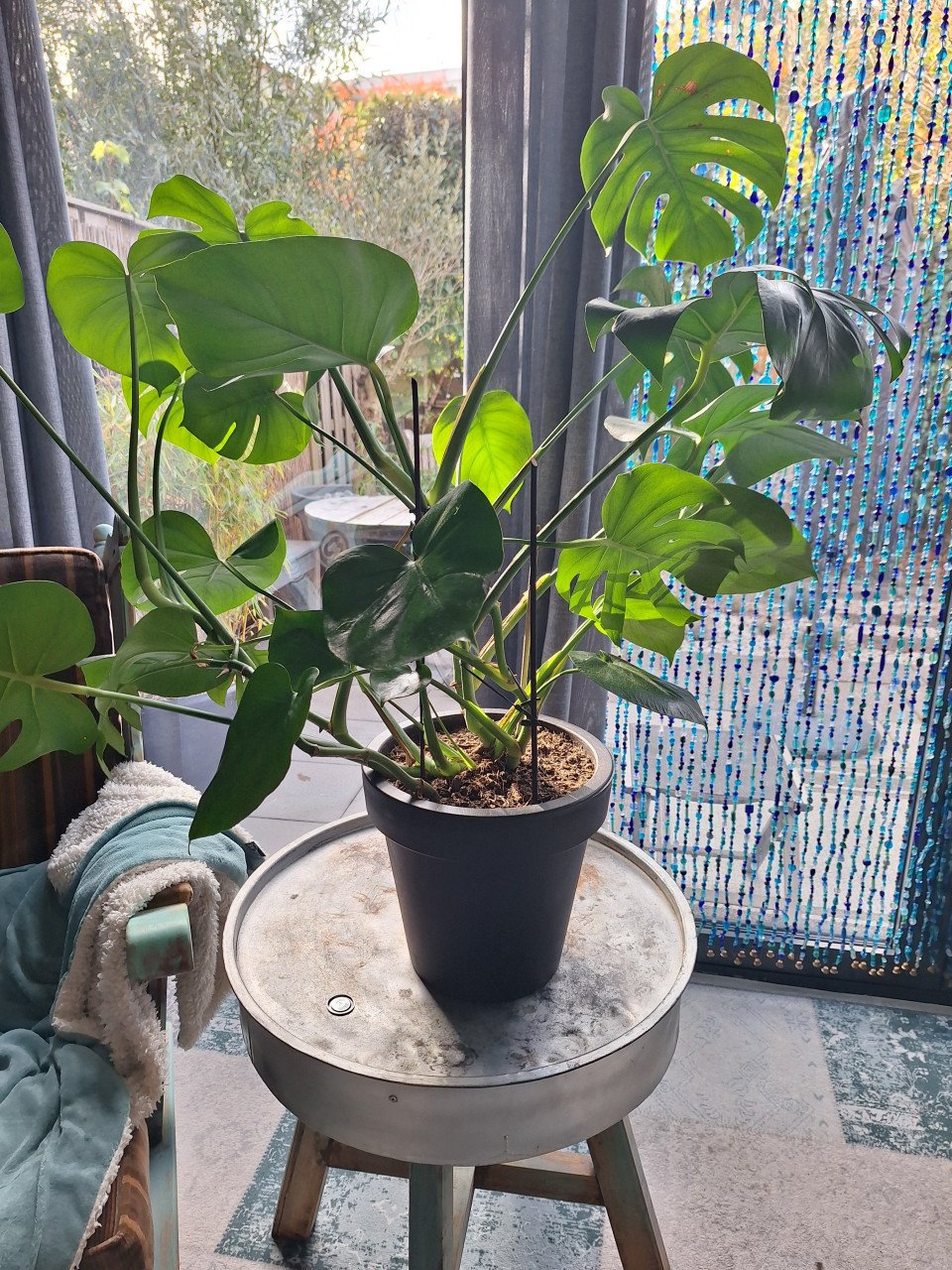 Kamerplant