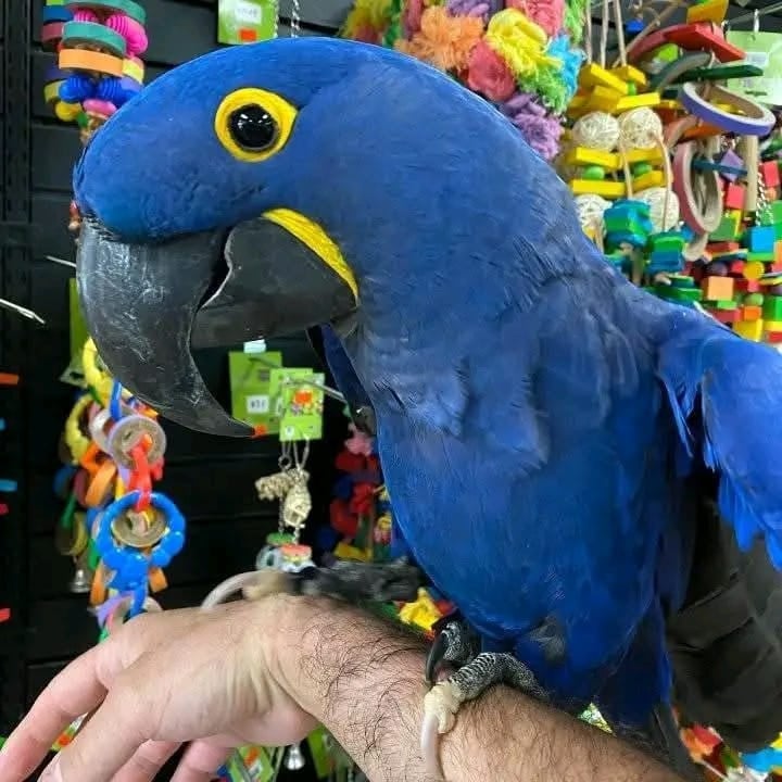 Getemde blauwe papegaai ter adoptie en herplaatsing