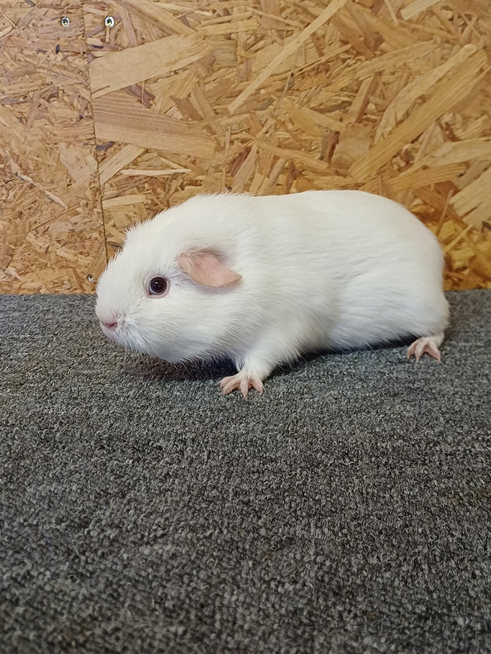 Leuke cavia's zoeken een nieuw huisje.