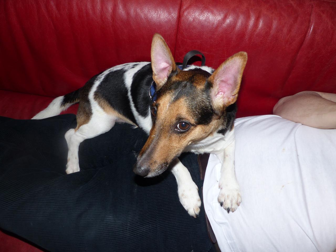 Reutje super leuk boerenfox/jack russel inbraakpreventief 2 jaar zoekt baas