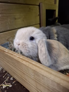 Prachtig lief nhd konijntje rammetje