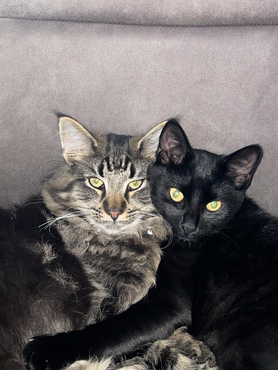 Noorse boskat met stamboom (10 mnd) + boerderijkat