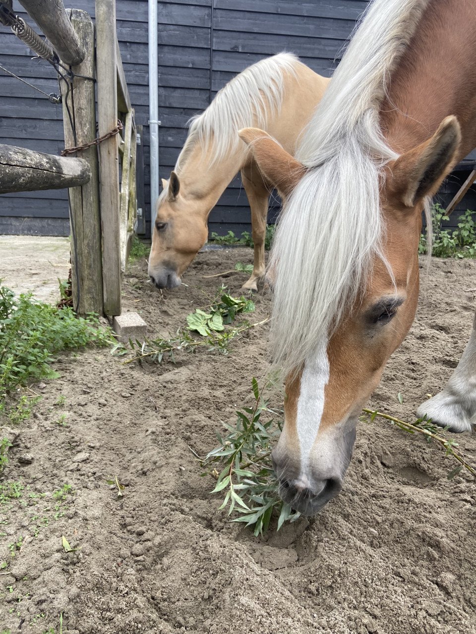 5-jarige Palomino PRE merrie