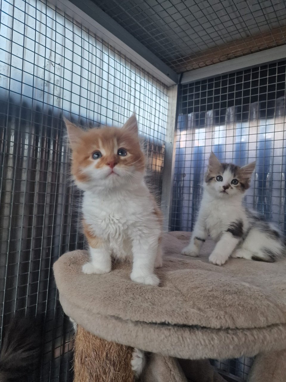 Te koop mooie Maine Coon katertjes