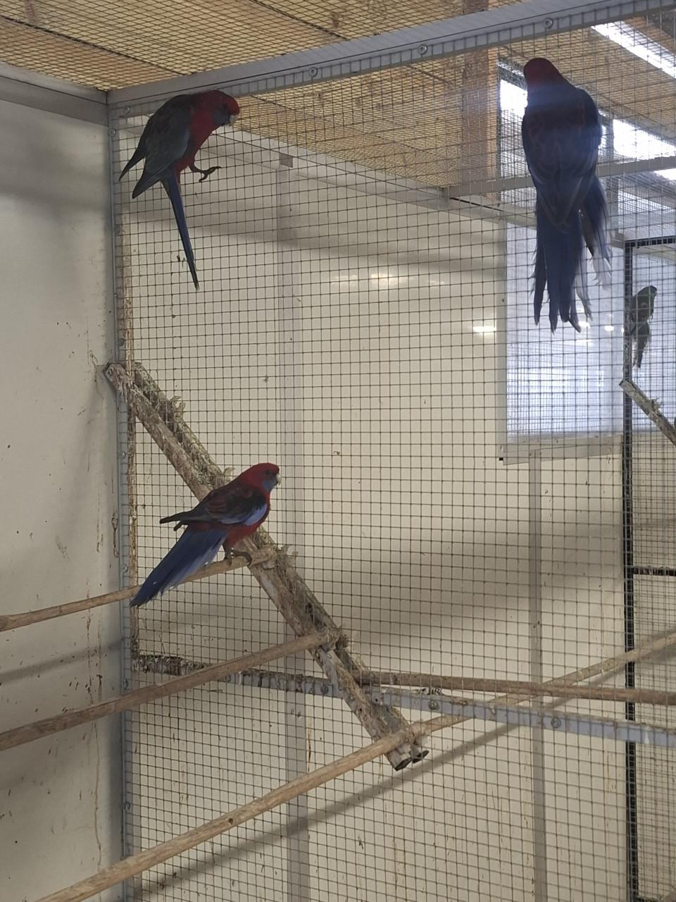 Diverse soorten rosella's